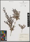Foto von Salix purpurea L.